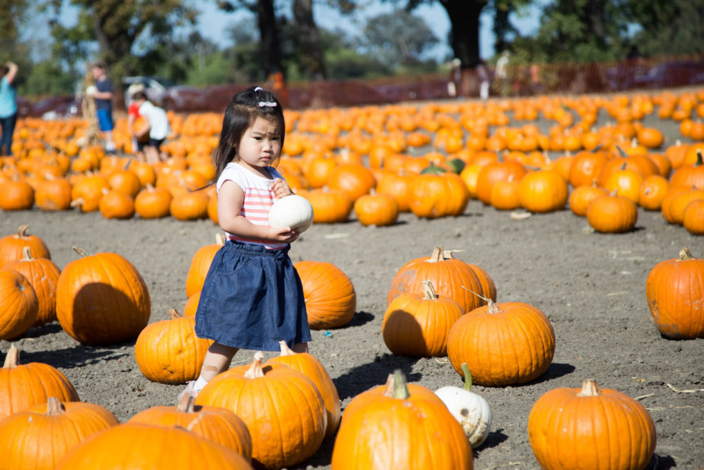 Too many pumpkins! They're too orange. I just want to hold my sad small white pumpkin.